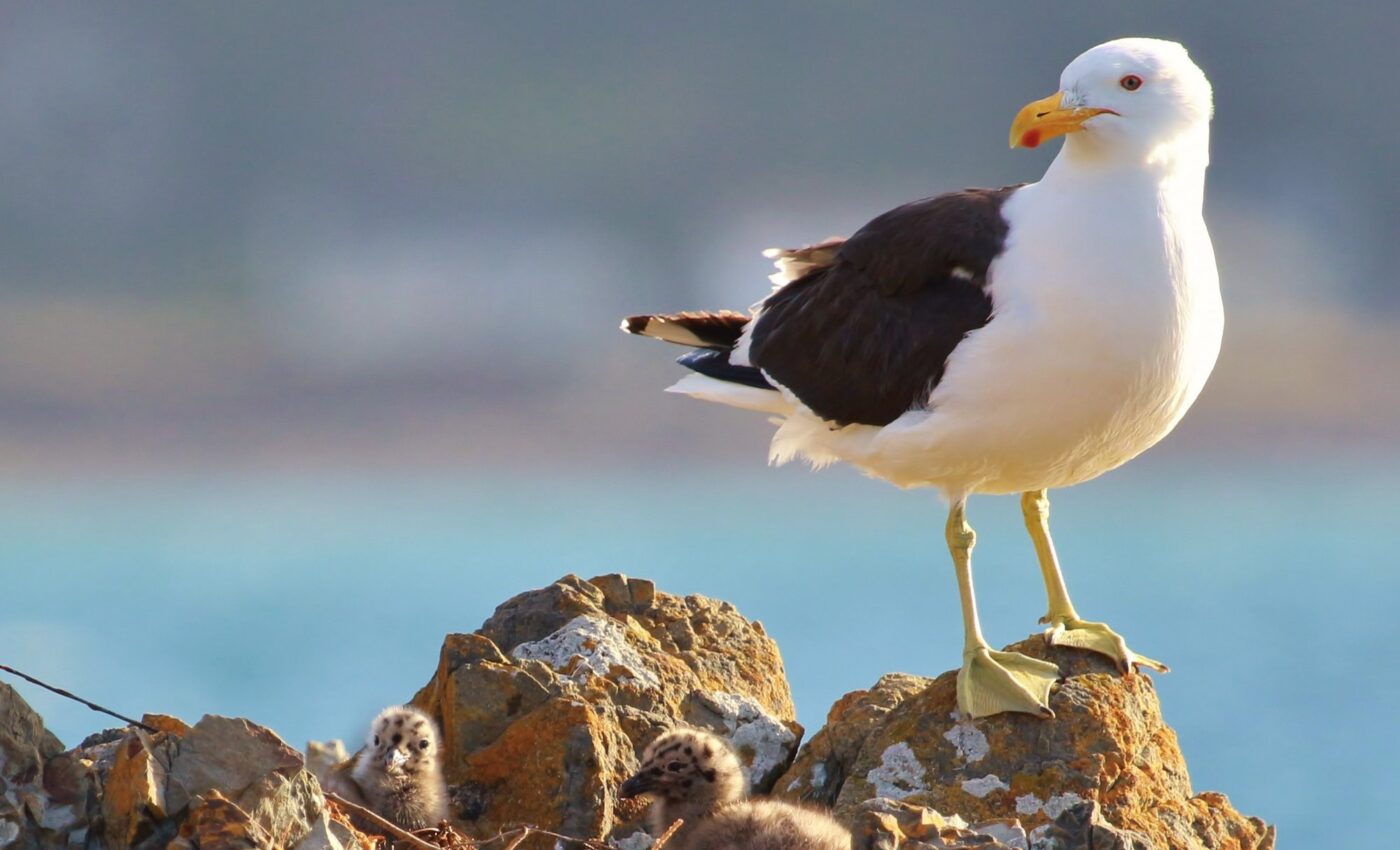 Big-brained seagulls choose more challenging nesting sites