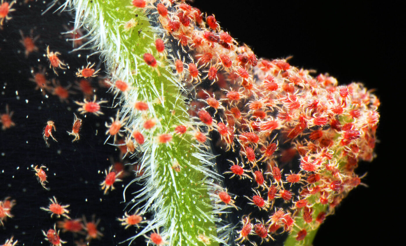 Plants use special hormones to defend against spider mites