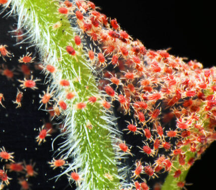 Super,Macro,Photo,Closeup,Of,Group,Of,Red,Spider,Mite