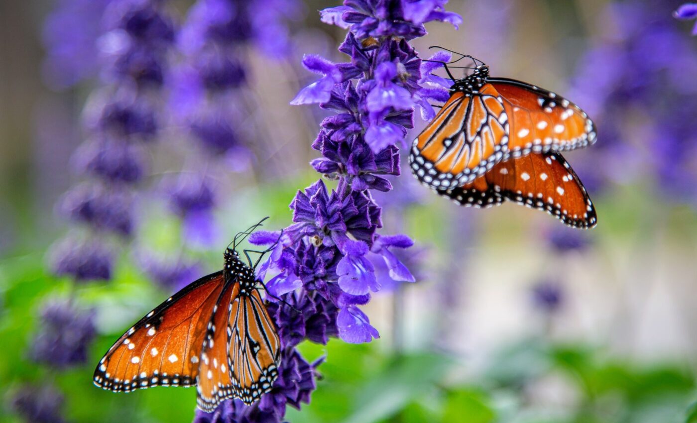 Study reveals the genetic basis of butterfly sex