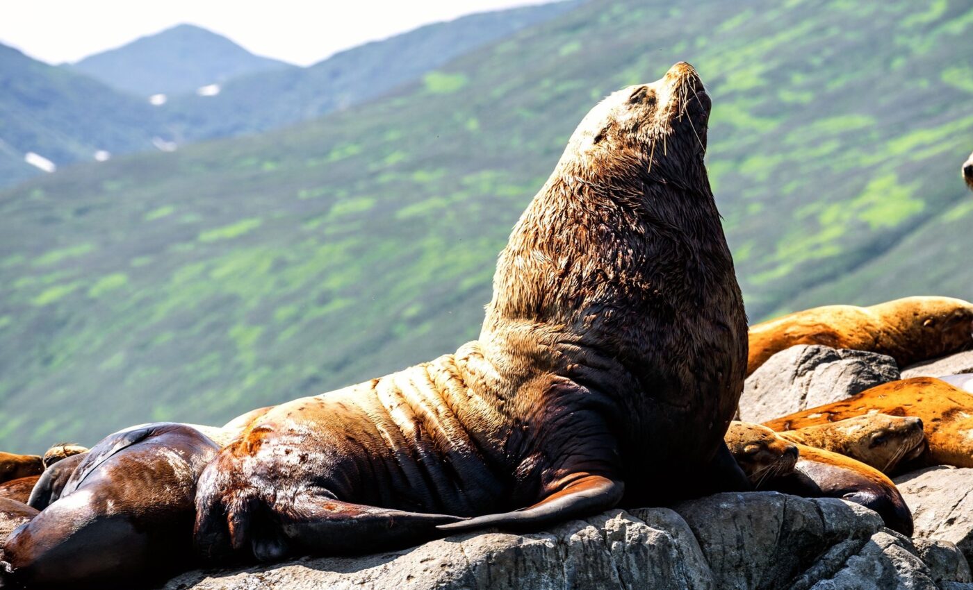Steller sea lions threatened by rising mercury levels