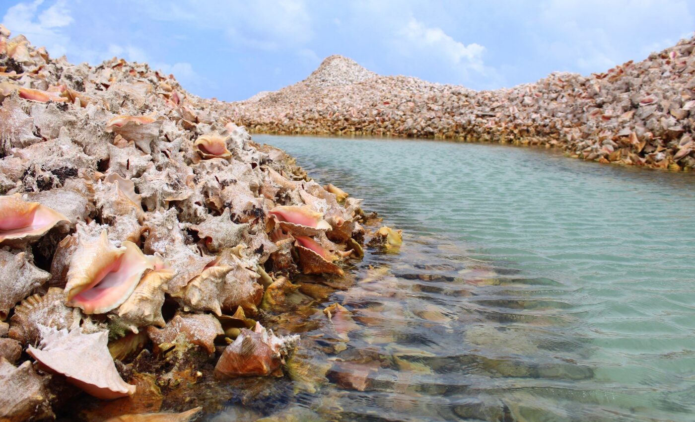 Ancient humans used conch-shell sounds to organize communities