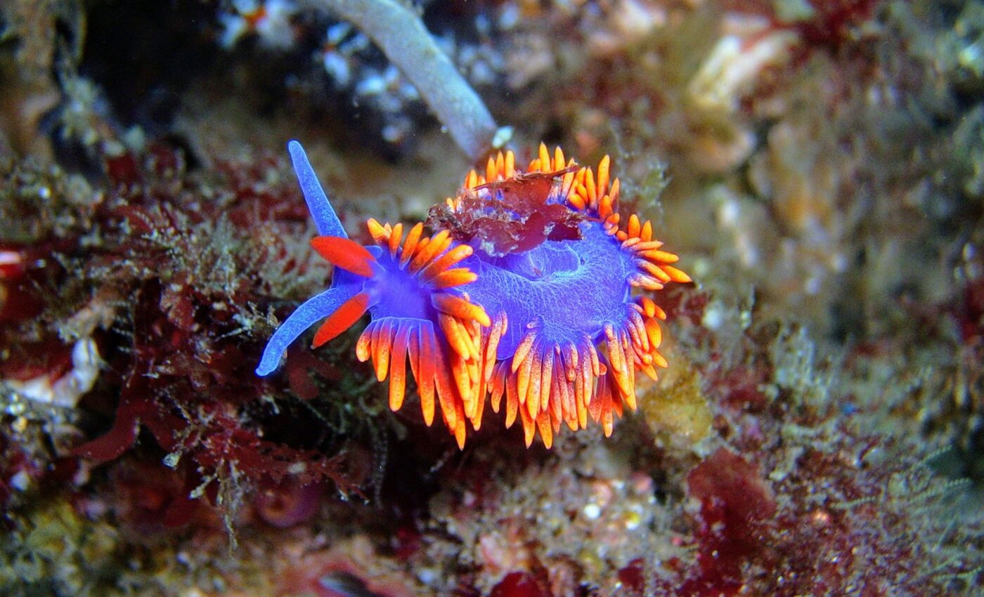 Inspired by sea slugs: Microneedles could transform health monitoring