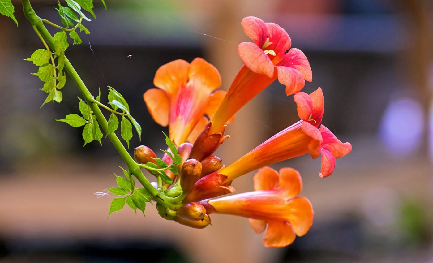 Nature's chorus: Invasive plants change the soundscape 