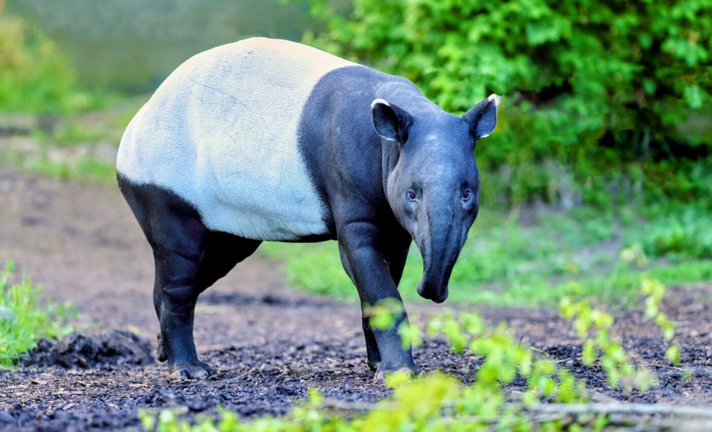 Large herbivore extinctions drastically affect forest ecosystems