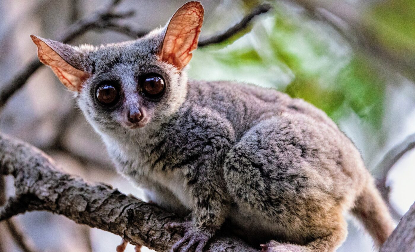 Small primates struggle more with extreme temperatures