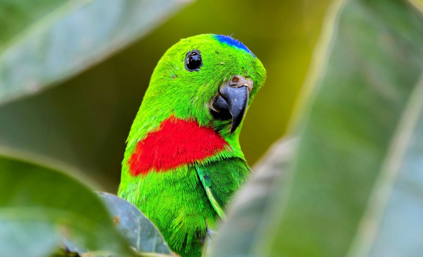 Infanticide or adoption? Why parrots kill each other's chicks