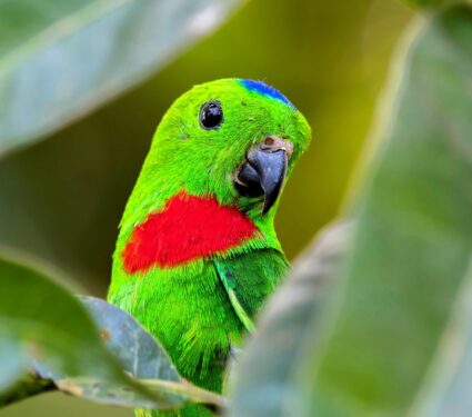 2024/05/Parrots-infanticide.jpg