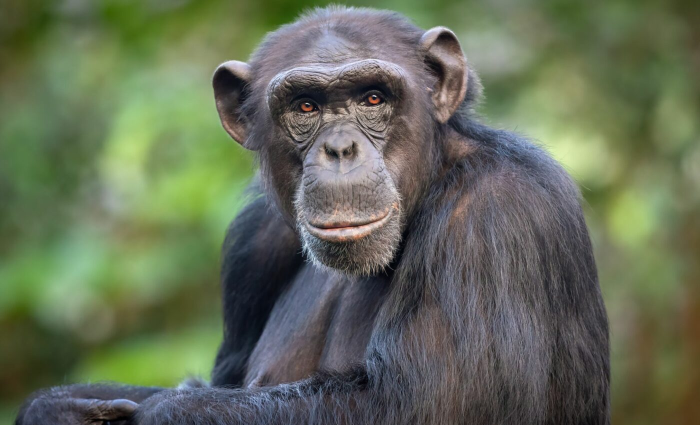 Chimpanzees continue learning as adults