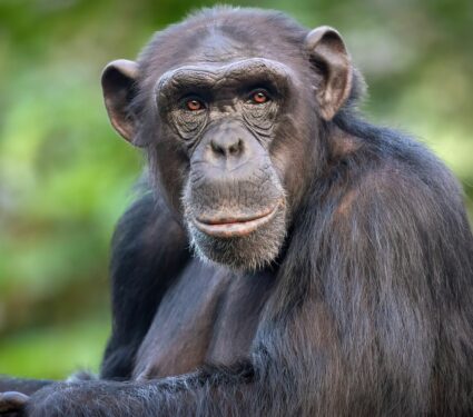 2024/05/chimpanzees-keep-learning-as-adults.jpg