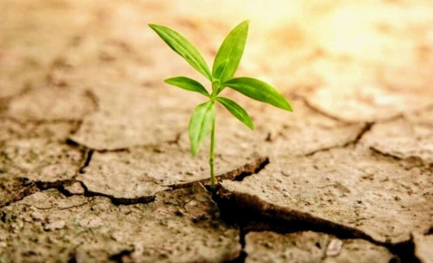 Study reveals how plants adapt to changing climates