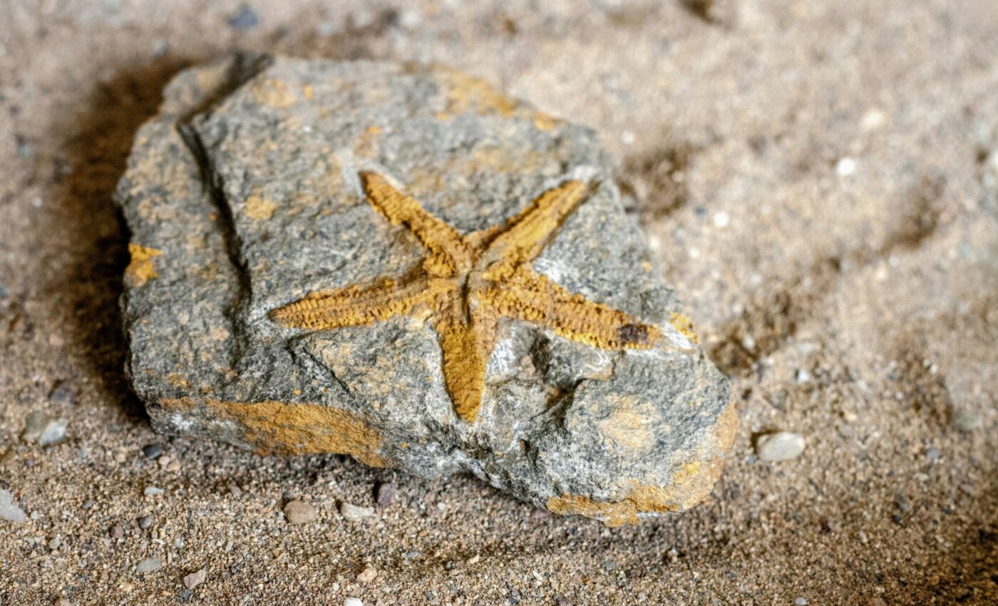 Rewriting history: Human activities modify the marine fossil record