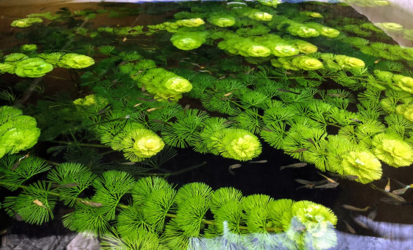 Invasive aquatic weed  is spreading rapidly in the northeastern U.S.