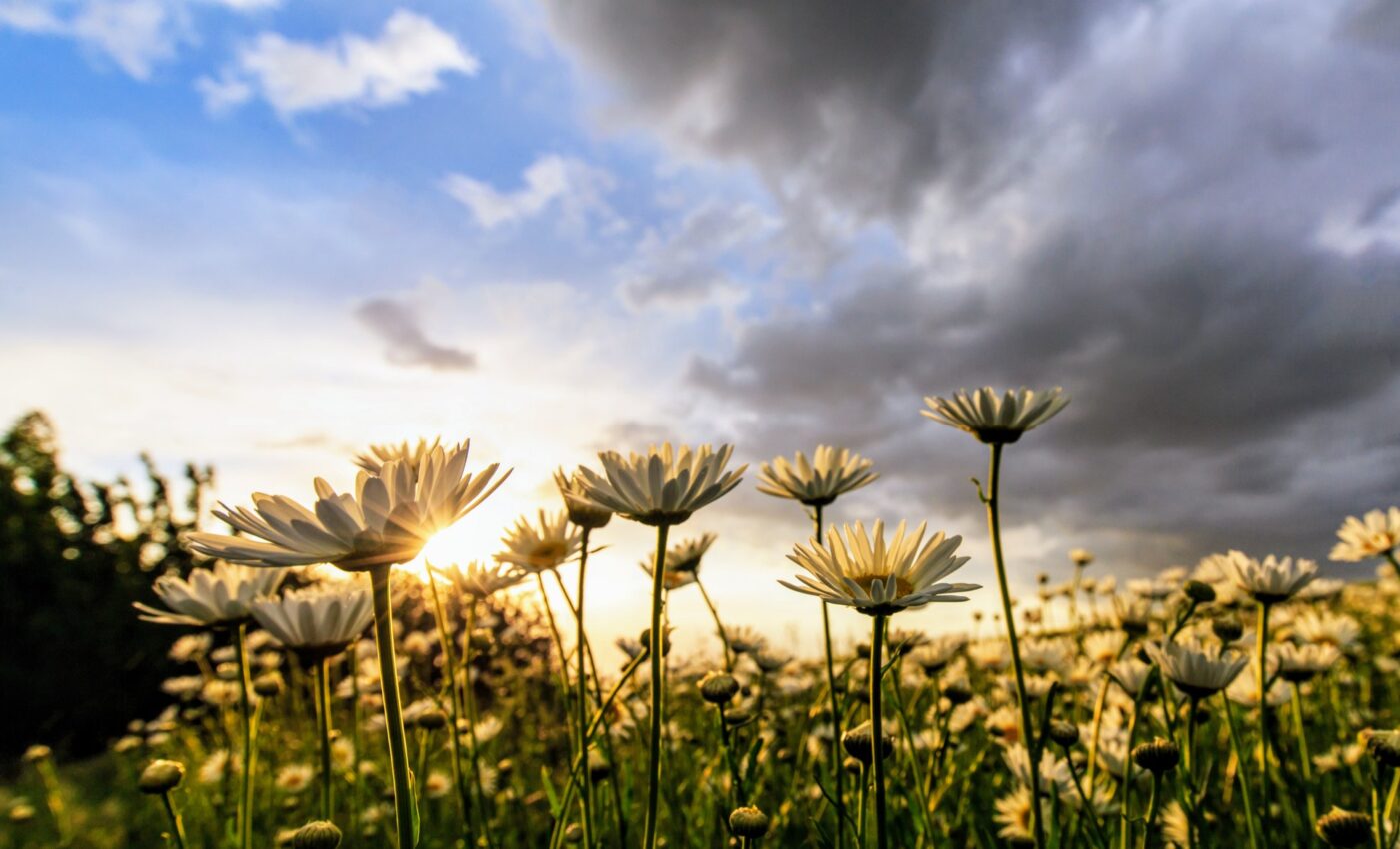 Pollen can actually change the weather