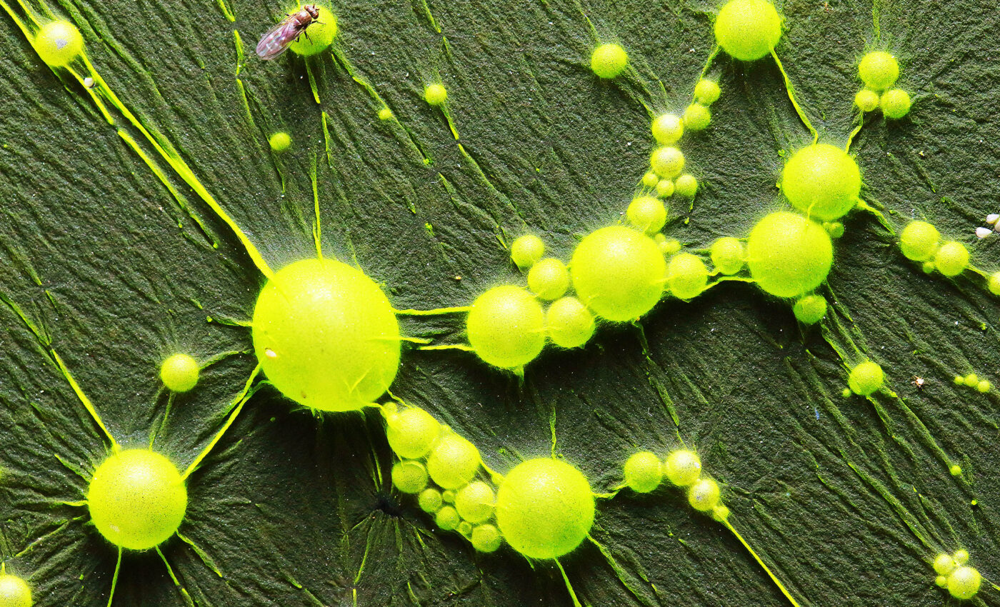 Turning plants into carbon capture machines with cyanobacteria