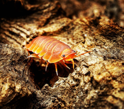 Isopoda,"powder,Red",On,Wood.,Isopoda,Is,An,Order,Of