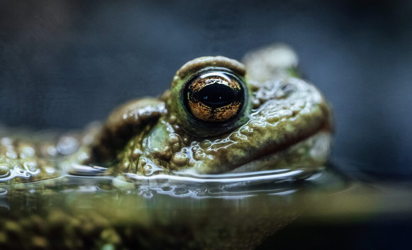 Psychedelic toad venom has potential to treat depression