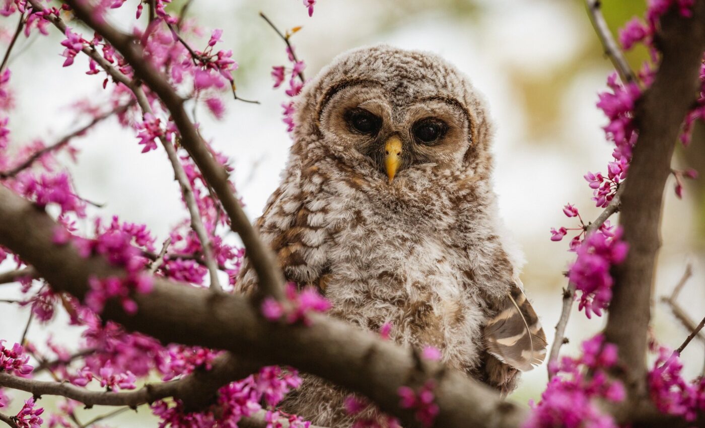 Quick species adaptability shapes long-term evolution