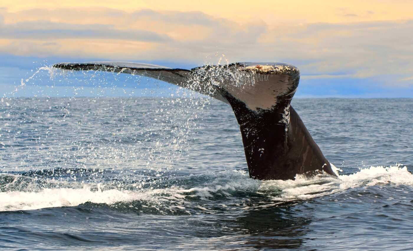 Japan seeks to include fin whales in commercial hunts