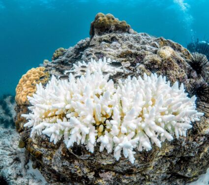 2024/05/Coral-reefs-temperatures.jpg