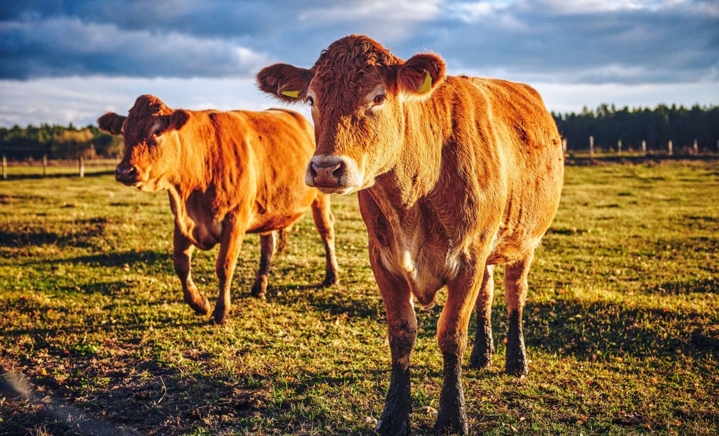 Cattle may become a permanent host for bird flu