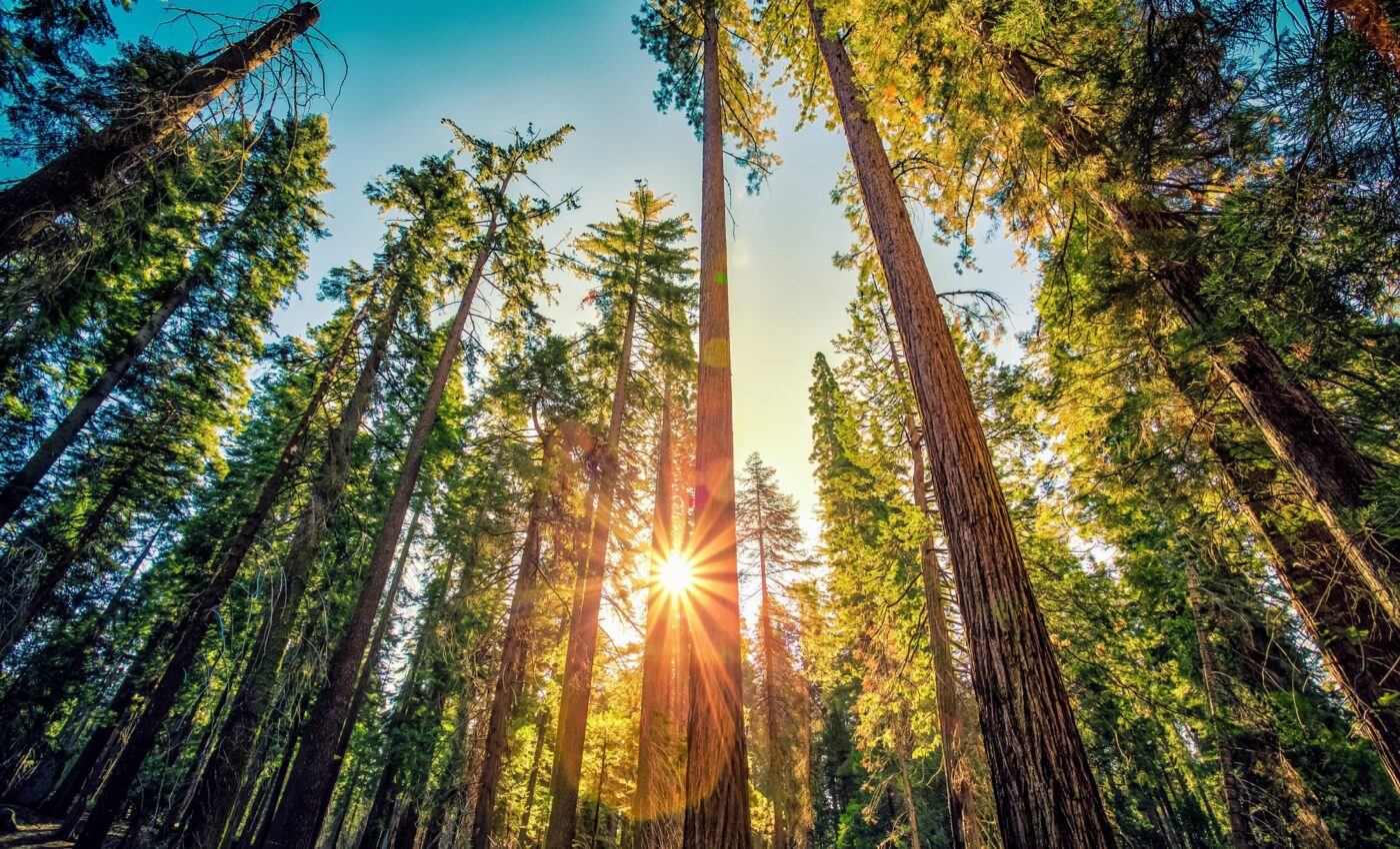 Market-based strategies fall short on forest conservation