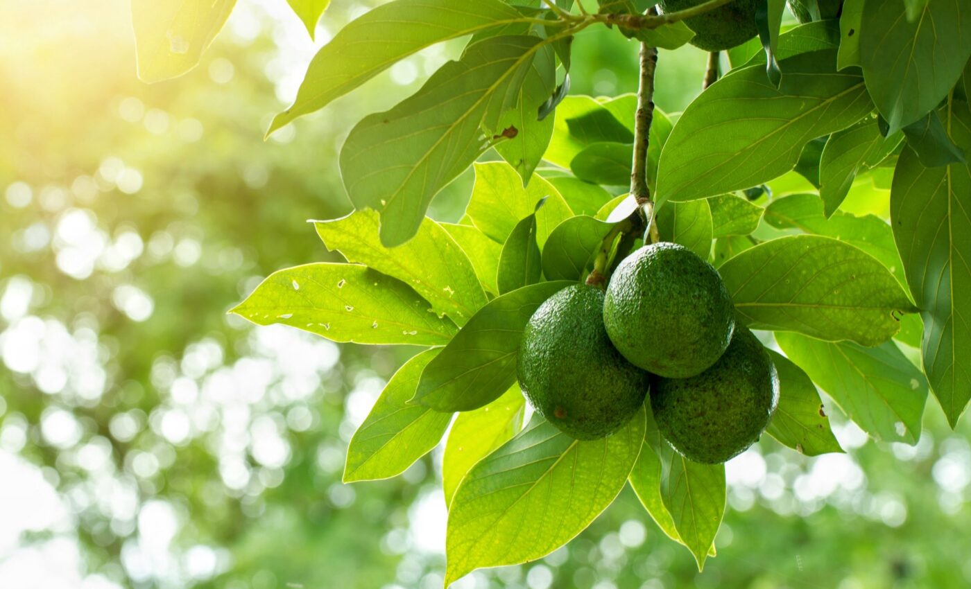 Avocados are threatened by extreme climate conditions
