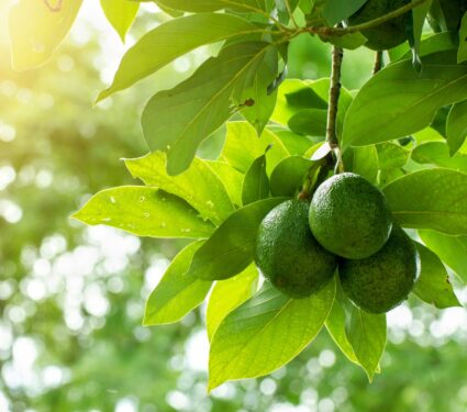 2024/05/Avocado-climate.jpg