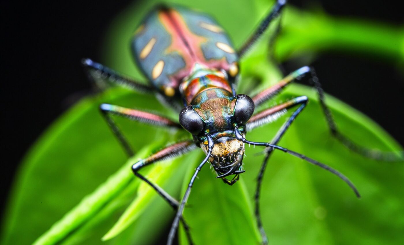 Tiger beetles mimic toxic moths to deceive predatory bats 