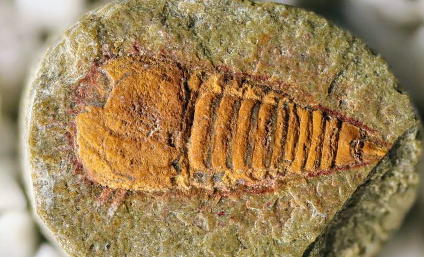 Fossil reveals the first ancestors of scorpions and spiders