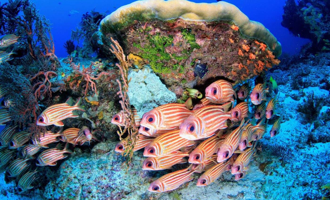 Marine protected areas fall short on 2030 biodiversity targets