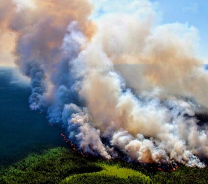 2024/05/Wildfires-soil.jpg
