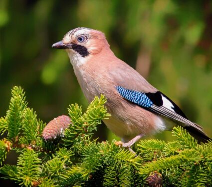 2024/05/Eurasian-jays2.jpg