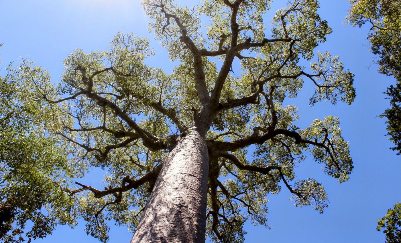 Mysterious origin of baobab trees has finally been revealed