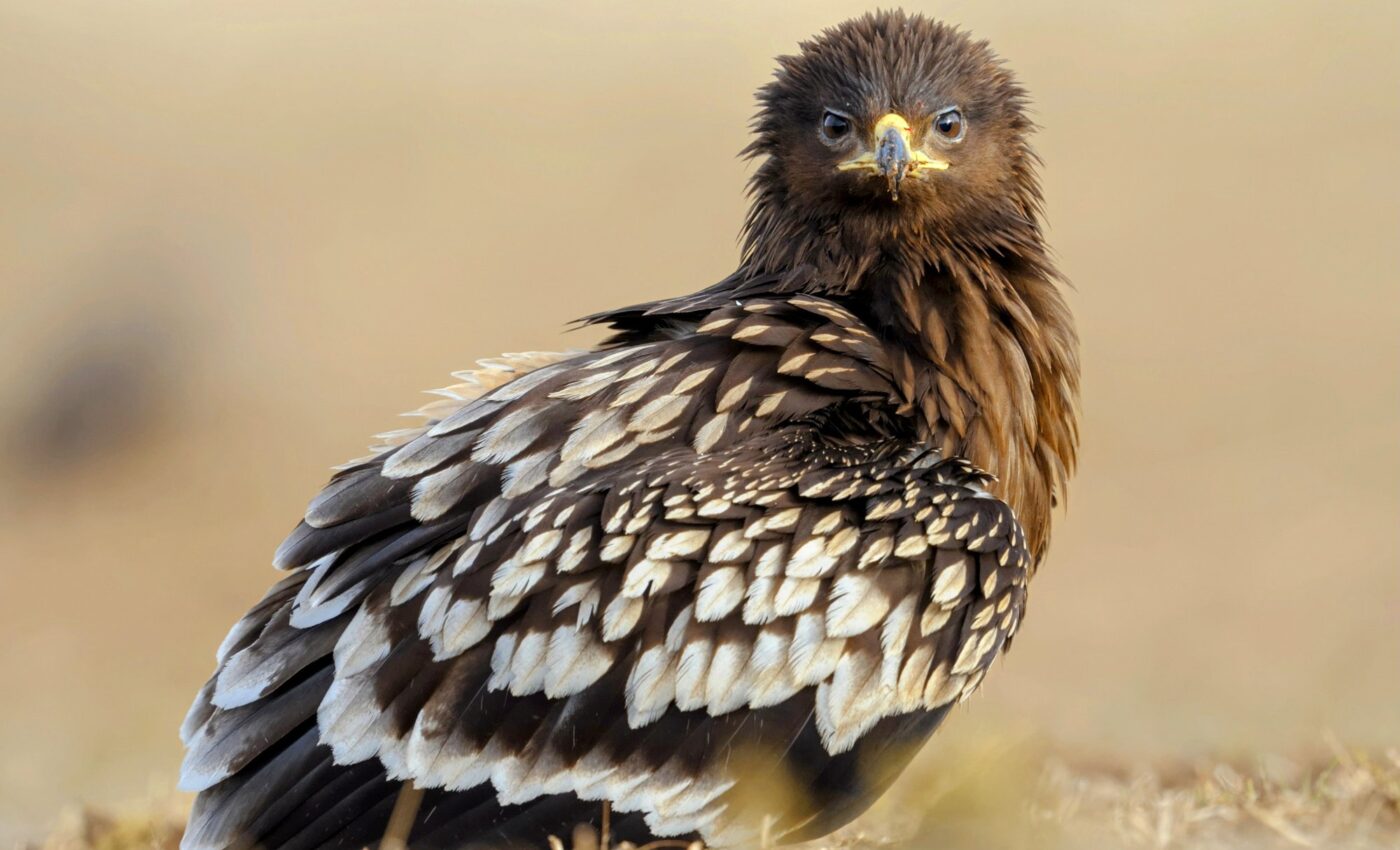 Migrating eagles have been rerouted by the war in Ukraine