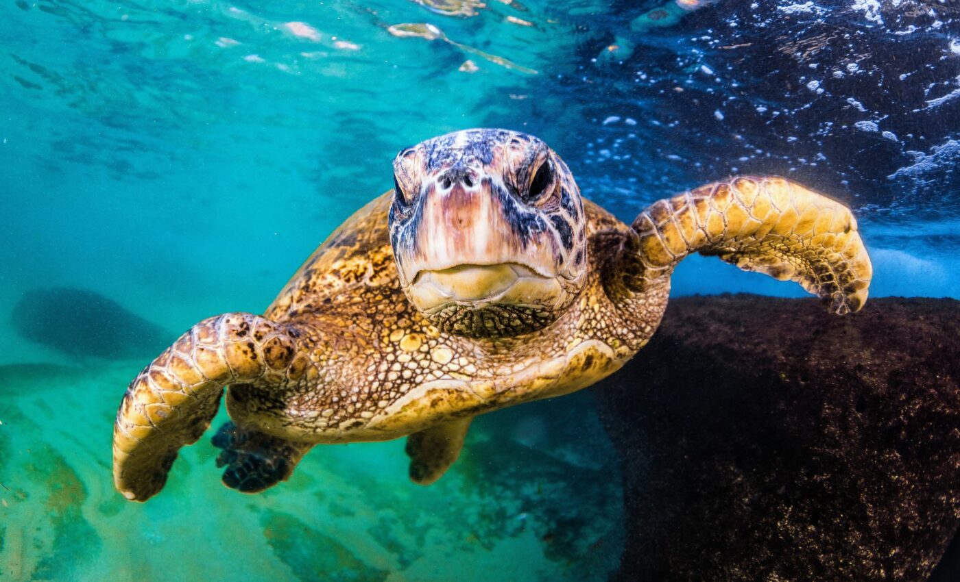 World Turtle Day: Protecting turtles, tortoises, and their vanishing habitats