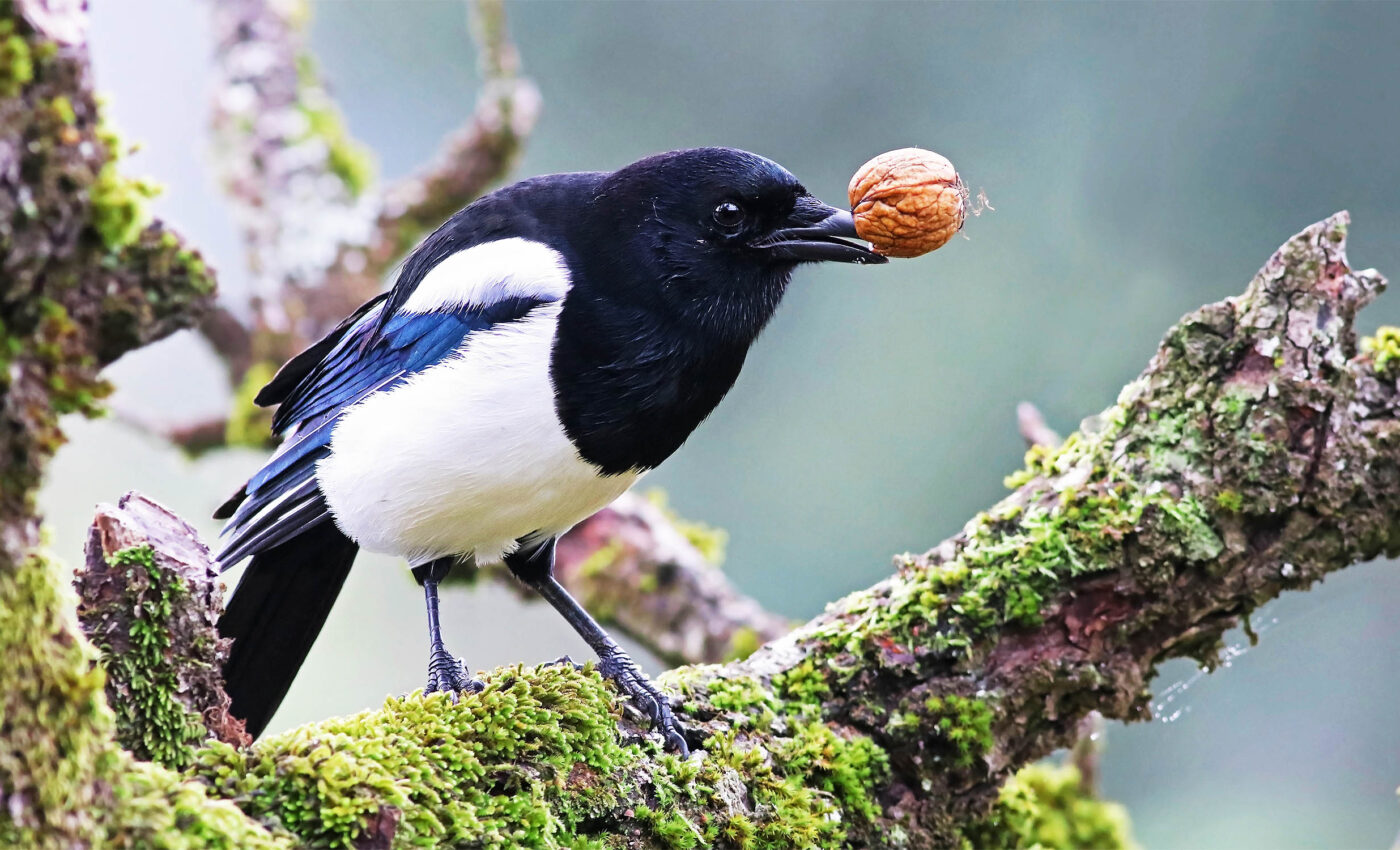 Crows count out loud, just like toddlers