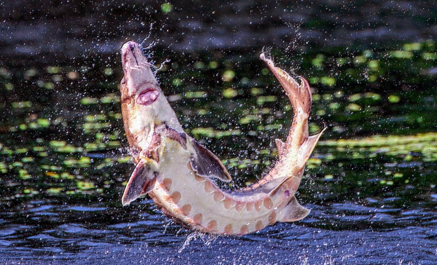 Catastrophic decline in migratory fish is a wake-up call