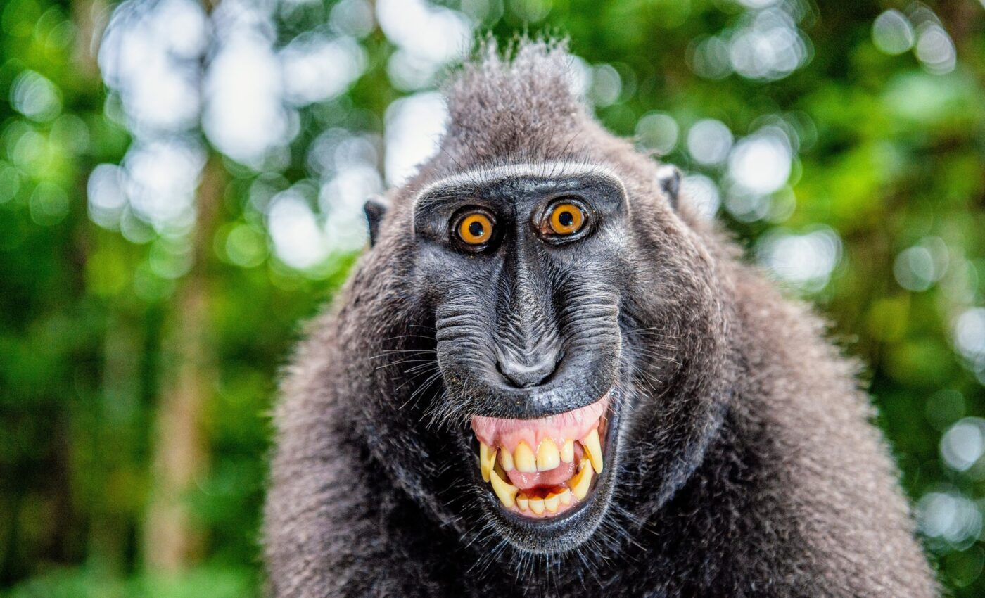 How does plastic pollution impact wild animals?