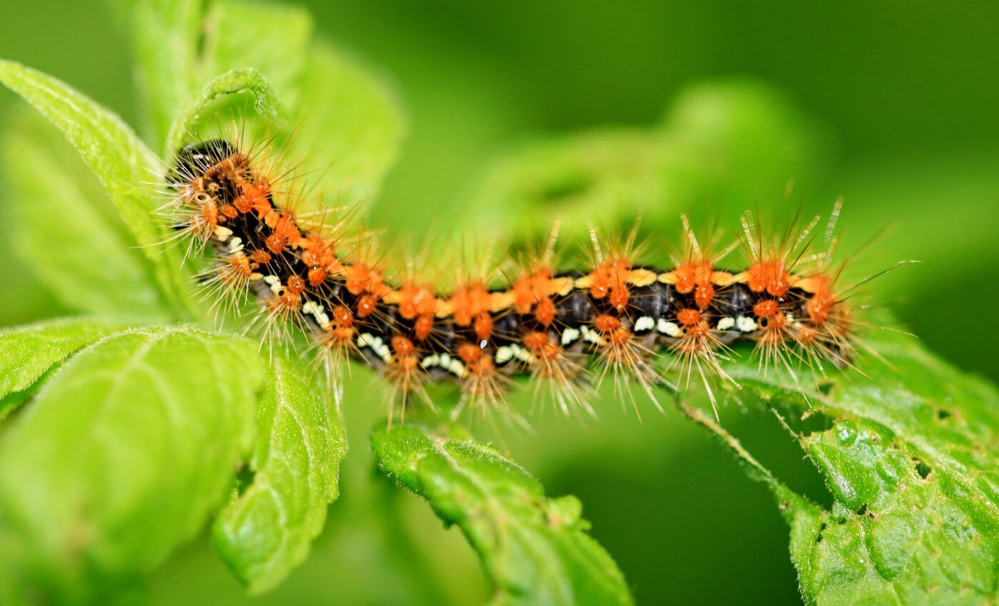 Caterpillars use their hair to detect static electricity of predators