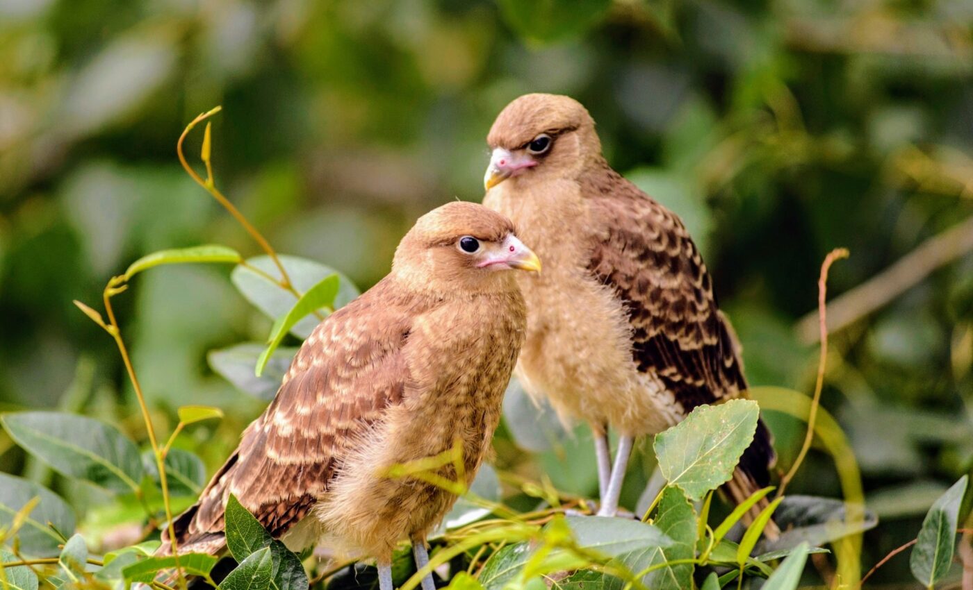 Some scavenging birds share equal parenting duties