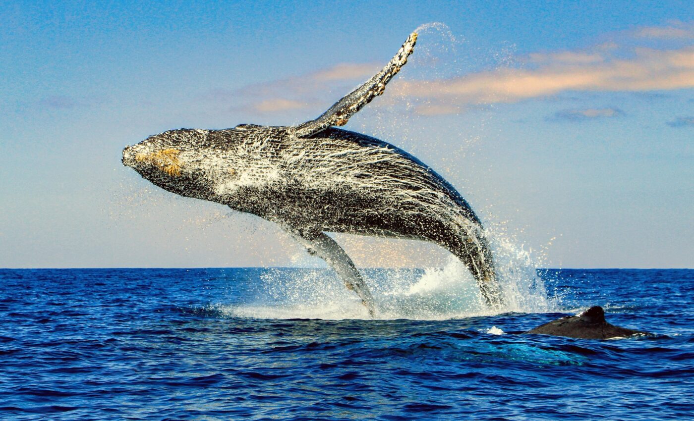 How a warming climate will change the humpback whale's diet