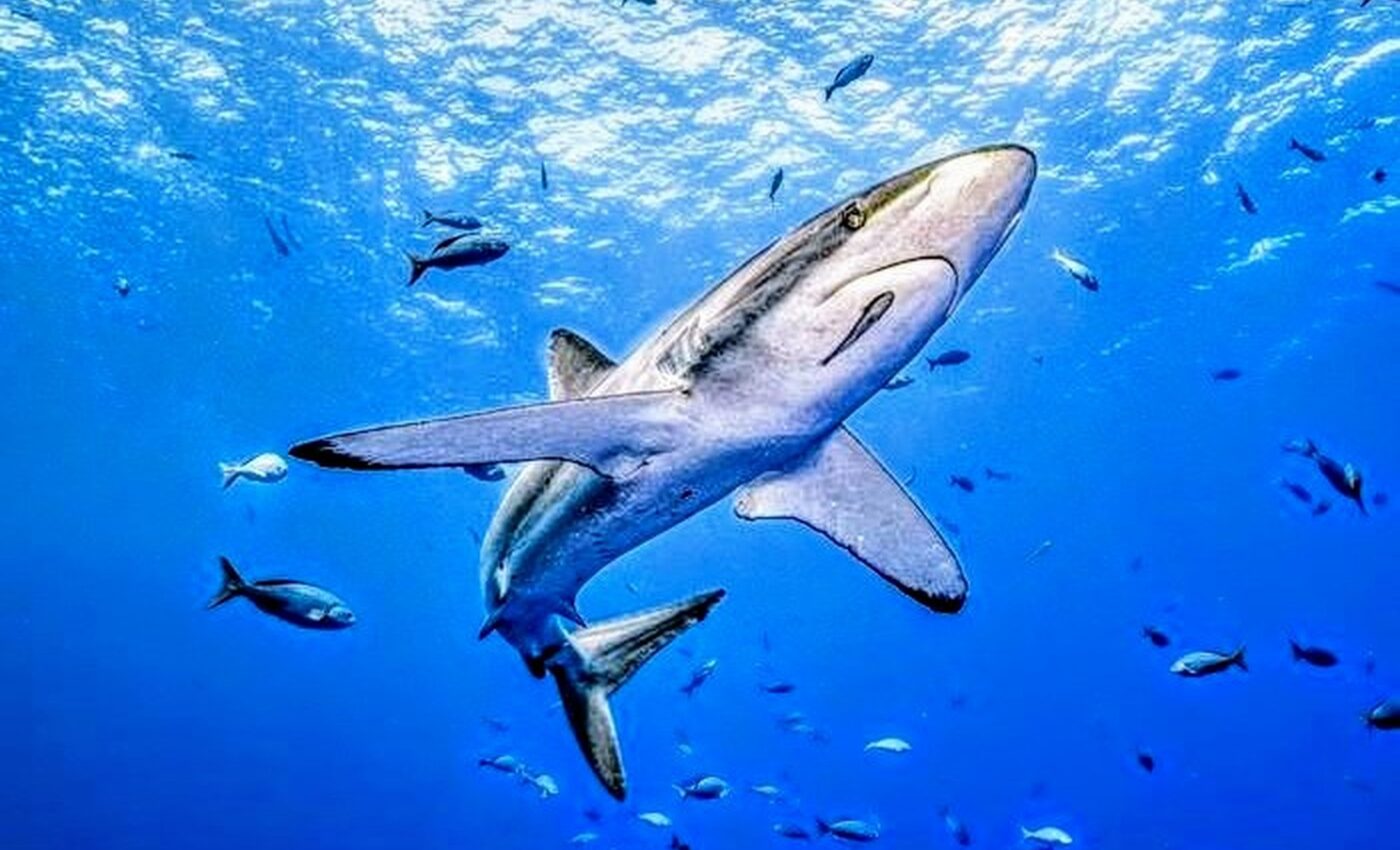 Silky shark shatters records by swimming over 17,000 miles