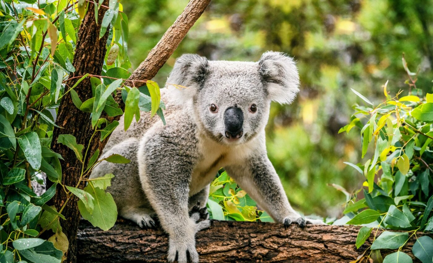 Koalas can predict hot days and adjust their body temperature