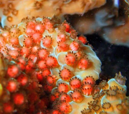 2024/05/Coral-spawning.jpg