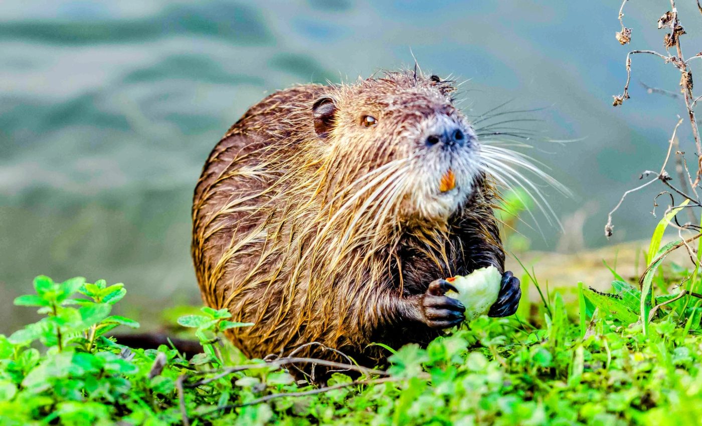 Growing threat of invasive species requires immediate action