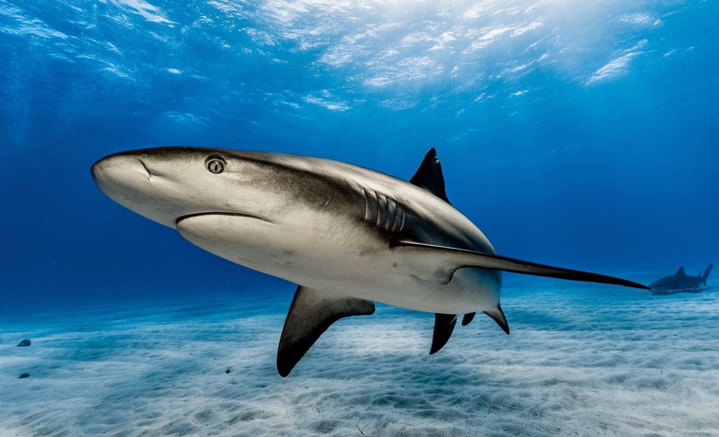 How sharks survived a drastic spike in global temperatures