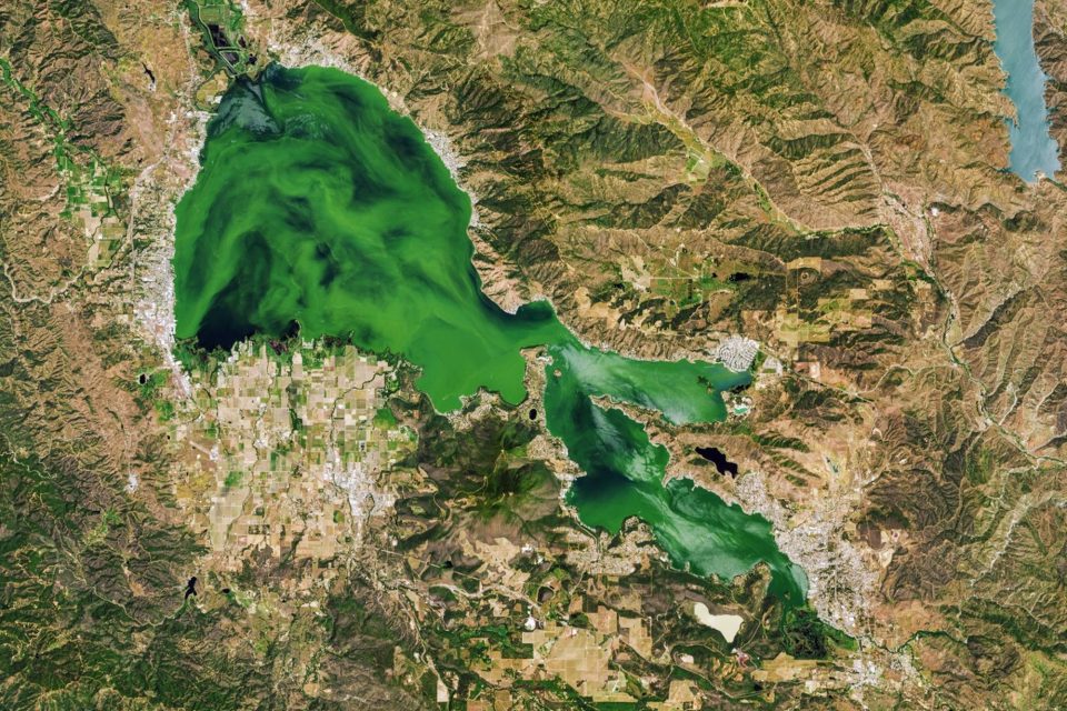 Clear Lake turns green with algal growth