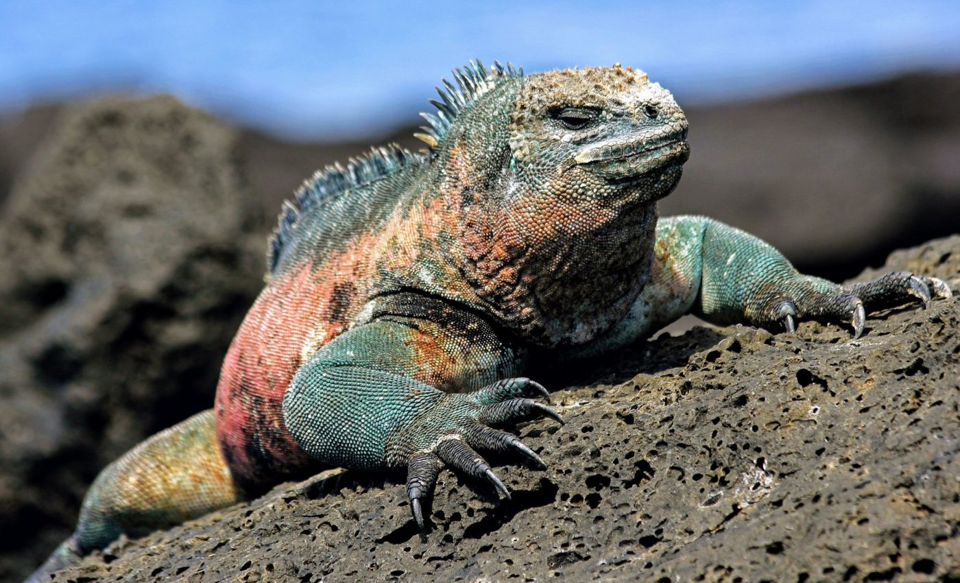 Some species are pre-adapted to tolerate climate change