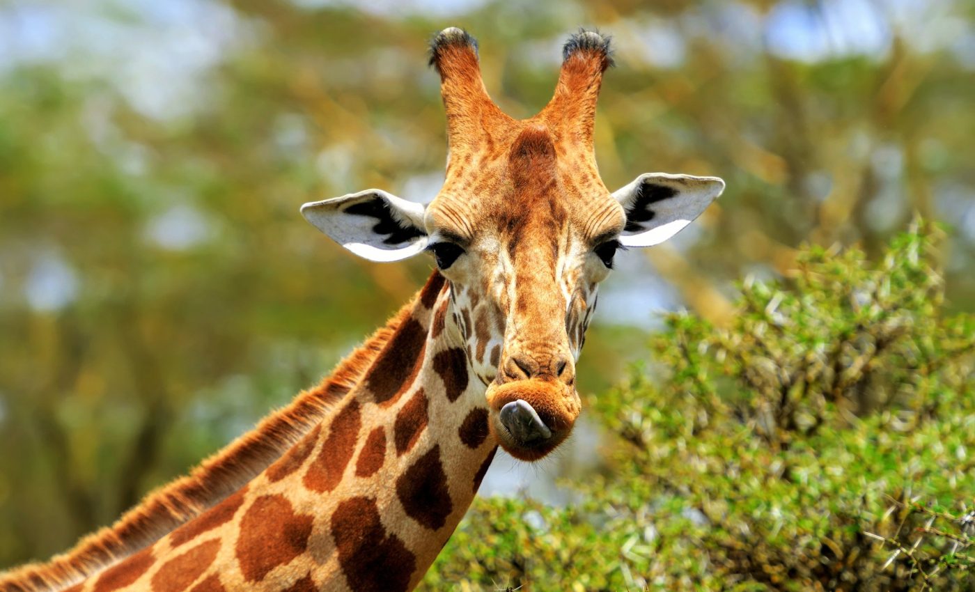 Giraffes gained their long necks for food, not sex
